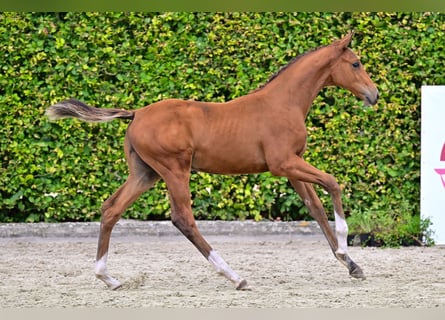 Belgian Warmblood, Stallion, Foal (05/2024), Bay