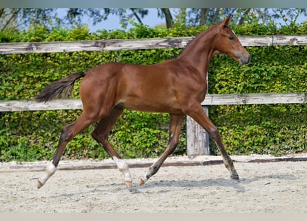 Belgian Warmblood, Stallion, Foal (05/2024), Bay