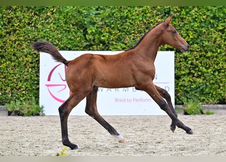 Belgian Warmblood, Stallion, Foal (05/2024), Bay