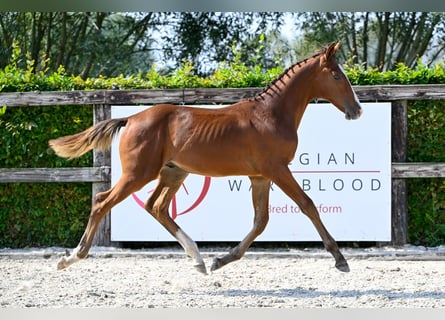 Belgian Warmblood, Stallion, Foal (04/2024), Bay