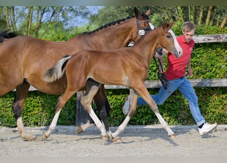 Belgian Warmblood, Stallion, Foal (05/2024), Bay