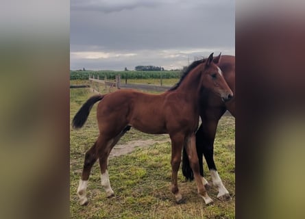 Belgian Warmblood, Stallion, Foal (05/2025), Brown-Light