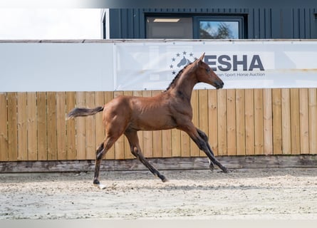 Belgian Warmblood, Stallion, , Brown