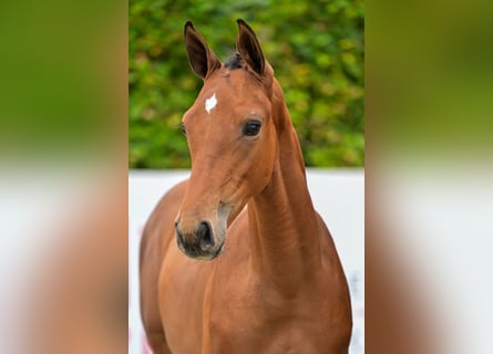 Belgian Warmblood, Stallion, Foal (05/2024), Brown