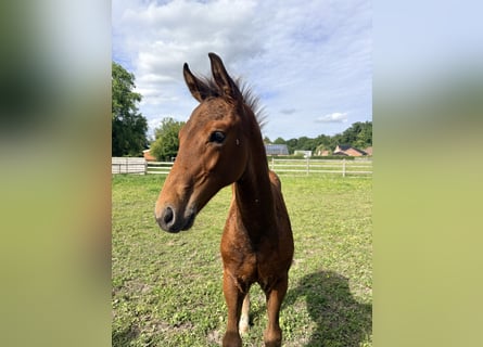 Belgian Warmblood, Stallion, Foal (01/2026), Brown