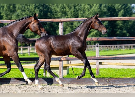 Belgian Warmblood, Stallion, Foal (05/2026), Brown