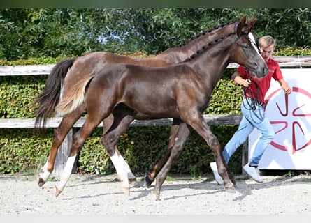 Belgian Warmblood, Stallion, Foal (04/2023), Chestnut