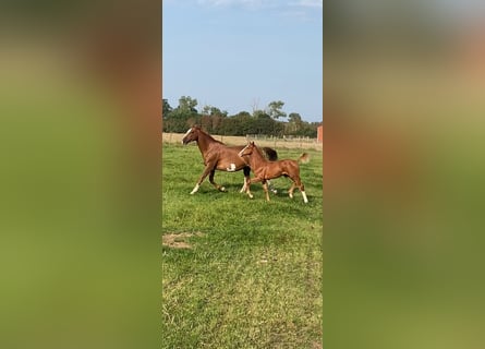 Belgisches Warmblut, Hengst, Fohlen (05/2024), Fuchs