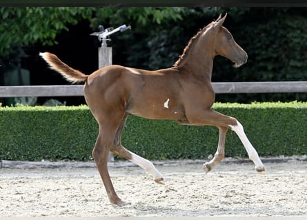 Belgian Warmblood, Stallion, Foal (05/2023), Chestnut-Red