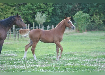 Belgian Warmblood, Stallion, Foal (03/2025), Chestnut-Red