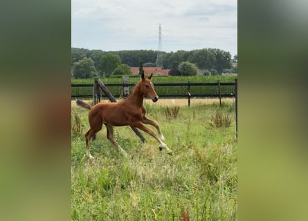 Belgian Warmblood, Stallion, Foal (05/2025), Chestnut-Red