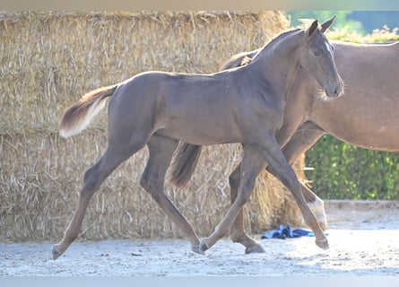 Belgian Warmblood, Stallion, Foal (05/2023), Chestnut