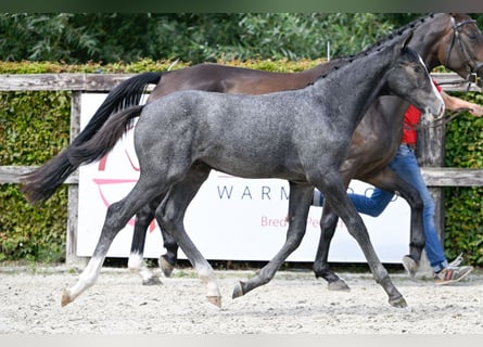 Belgian Warmblood, Stallion, Foal (05/2023), Gray