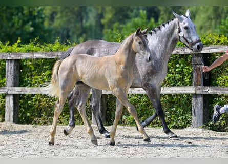 Belgian Warmblood, Stallion, Foal (05/2024), Gray