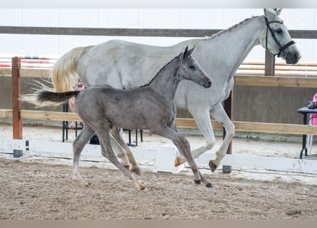 Belgian Warmblood, Stallion, Foal (04/2026), Grey