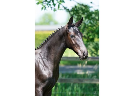 Belgian Warmblood, Stallion, Foal (03/2026), Palomino