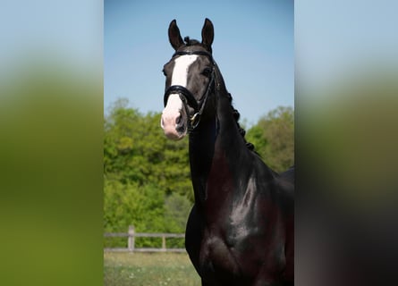 Belgian Warmblood, Stallion, 22 years, 16,3 hh, Smoky-Black