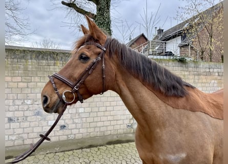 Belgijski koń gorącokrwisty, Klacz, 10 lat, 172 cm, Kasztanowata