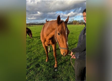 Belgijski koń gorącokrwisty, Klacz, 11 lat, 168 cm, Kasztanowata