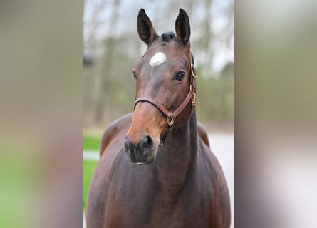 Belgijski koń gorącokrwisty, Klacz, 11 lat, 171 cm, Gniada
