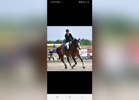 Belgijski koń gorącokrwisty, Klacz, 12 lat, 166 cm, Ciemnogniada