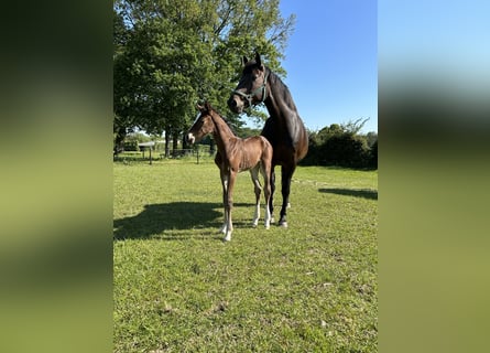 Belgijski koń gorącokrwisty, Klacz, 13 lat, 168 cm, Skarogniada