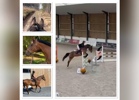 Belgijski koń gorącokrwisty, Klacz, 14 lat, 160 cm, Ciemnogniada