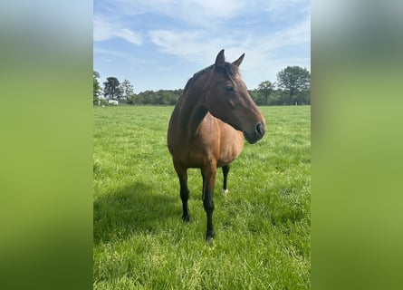 Belgijski koń gorącokrwisty, Klacz, 17 lat, 163 cm, Ciemnogniada