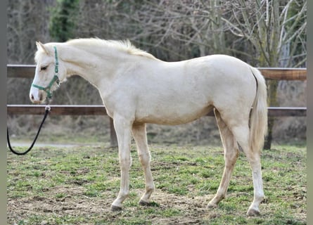 Belgijski koń gorącokrwisty, Klacz, 1 Rok, 136 cm, Izabelowata