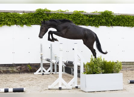 Belgijski koń gorącokrwisty, Klacz, 2 lat, 145 cm, Kara