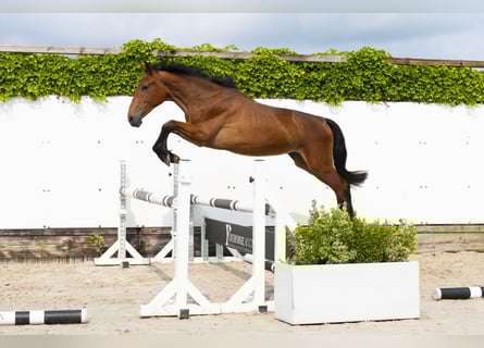 Belgijski koń gorącokrwisty, Klacz, 2 lat, 150 cm, Gniada