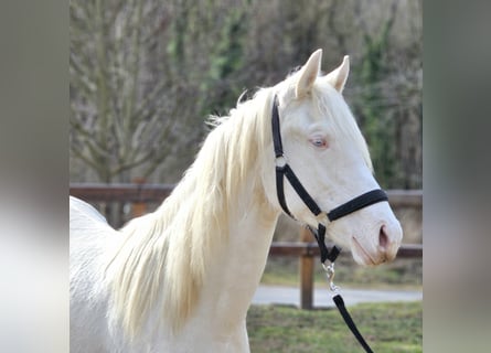 Belgijski koń gorącokrwisty, Klacz, 2 lat, 152 cm, Cremello