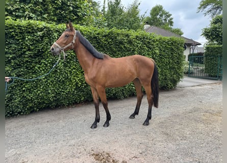 Belgijski koń gorącokrwisty, Klacz, 2 lat, 160 cm, Gniada