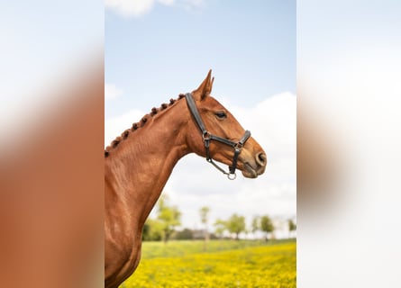 Belgijski koń gorącokrwisty, Klacz, 2 lat, 160 cm, Kasztanowata