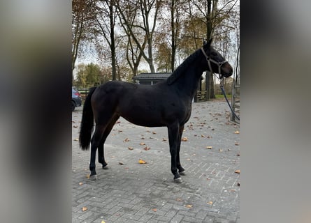 Belgijski koń gorącokrwisty, Klacz, 2 lat, 168 cm, Ciemnogniada