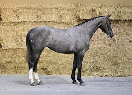 Belgijski koń gorącokrwisty, Klacz, 3 lat, 155 cm
