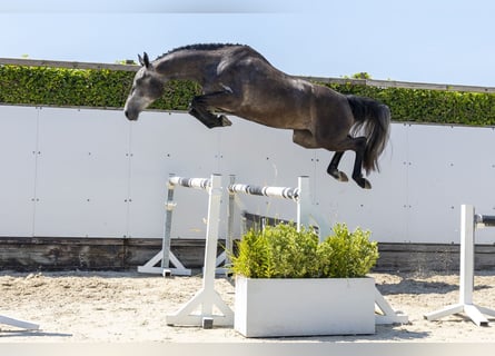 Belgijski koń gorącokrwisty, Klacz, 3 lat, 163 cm, Siwa