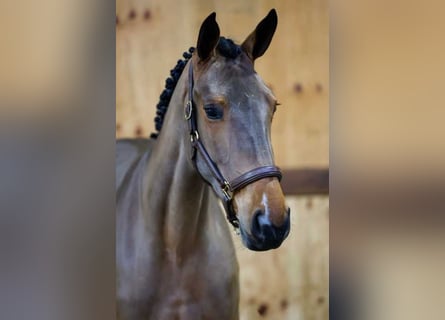 Belgijski koń gorącokrwisty, Klacz, 3 lat, 169 cm, Gniada