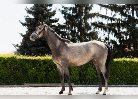 Belgijski koń gorącokrwisty, Klacz, 4 lat, 159 cm
