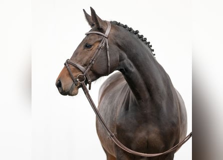 Belgijski koń gorącokrwisty, Klacz, 4 lat, 163 cm, Gniada