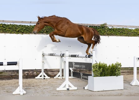 Belgijski koń gorącokrwisty, Klacz, 4 lat, 165 cm