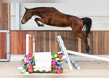 Belgijski koń gorącokrwisty, Klacz, 4 lat, 167 cm, Gniada