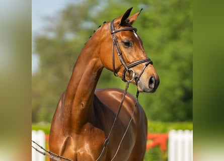 Belgijski koń gorącokrwisty, Klacz, 5 lat, 161 cm, Gniada