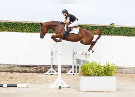 Belgijski koń gorącokrwisty, Klacz, 5 lat, 162 cm, Ciemnokasztanowata