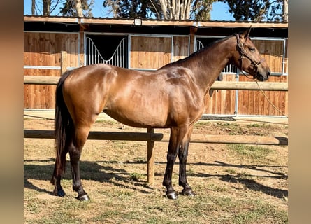Belgijski koń gorącokrwisty, Klacz, 5 lat, 165 cm, Gniada