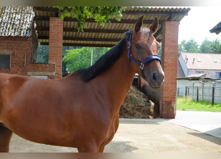 Belgijski koń gorącokrwisty, Klacz, 5 lat, 166 cm, Gniada