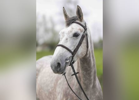 Belgijski koń gorącokrwisty, Klacz, 5 lat, 166 cm
