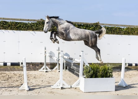 Belgijski koń gorącokrwisty, Klacz, 5 lat, 166 cm, Siwa jabłkowita