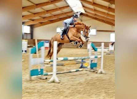 Belgijski koń gorącokrwisty, Klacz, 5 lat, 167 cm, Ciemnokasztanowata