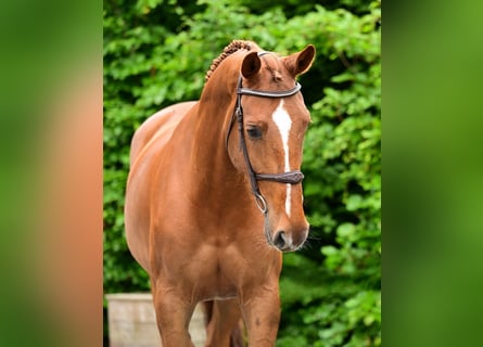 Belgijski koń gorącokrwisty, Klacz, 5 lat, 167 cm, Kasztanowata